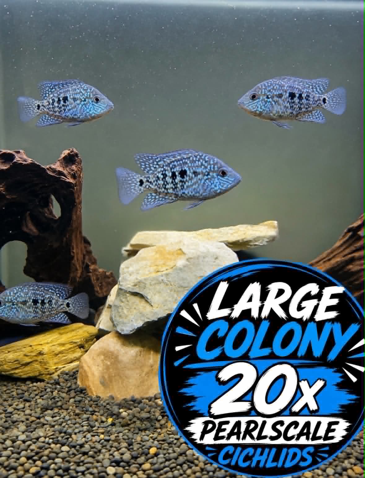 Pearlscale Cichlids: LARGE COLONY Bundle