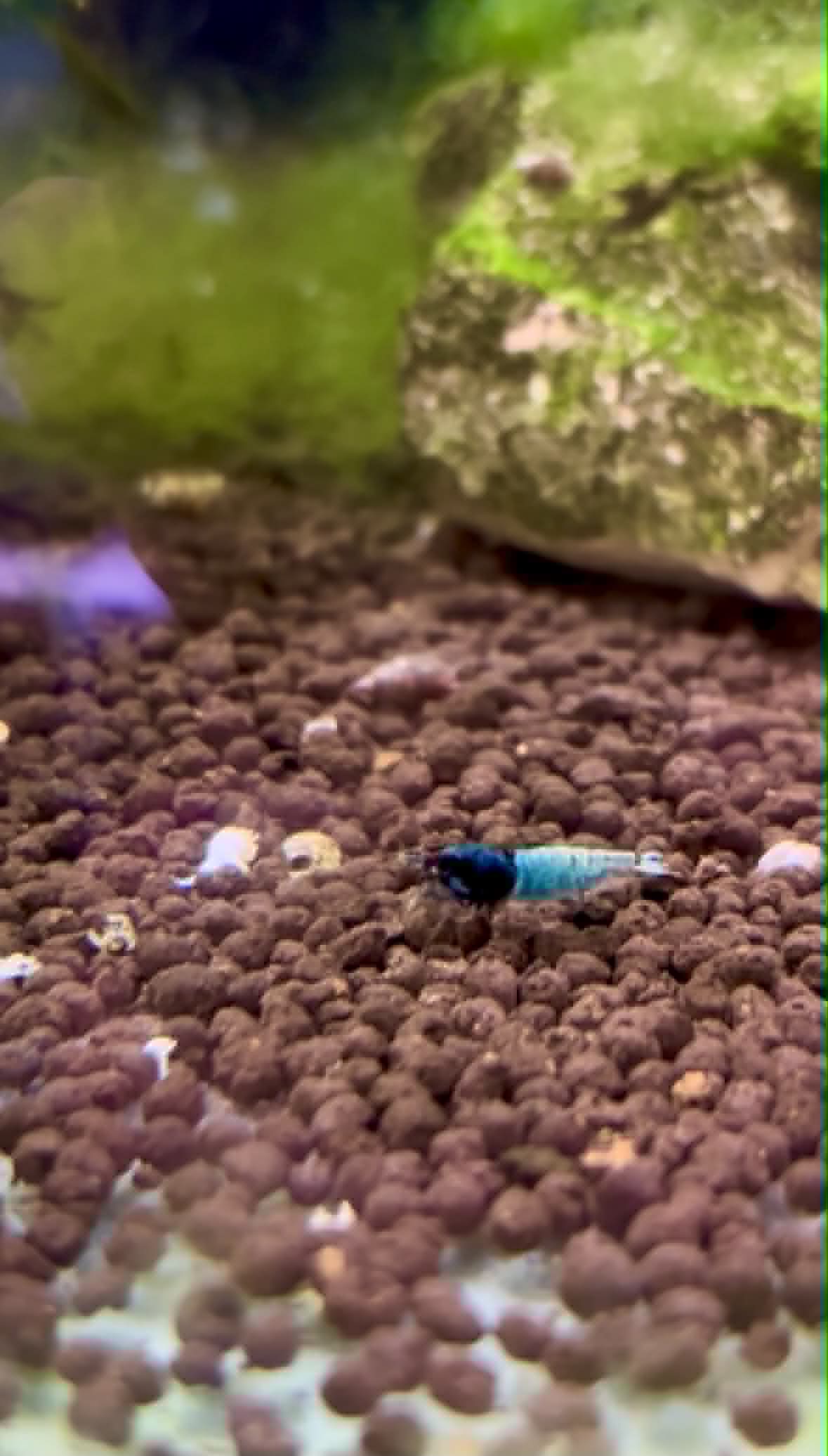 Blue Steel Shrimp