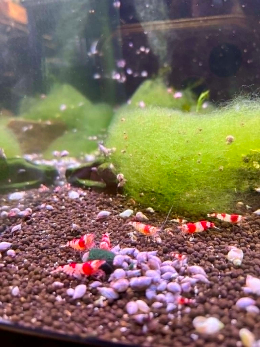 Crystal Red Shrimp (COMING BACK SOON)