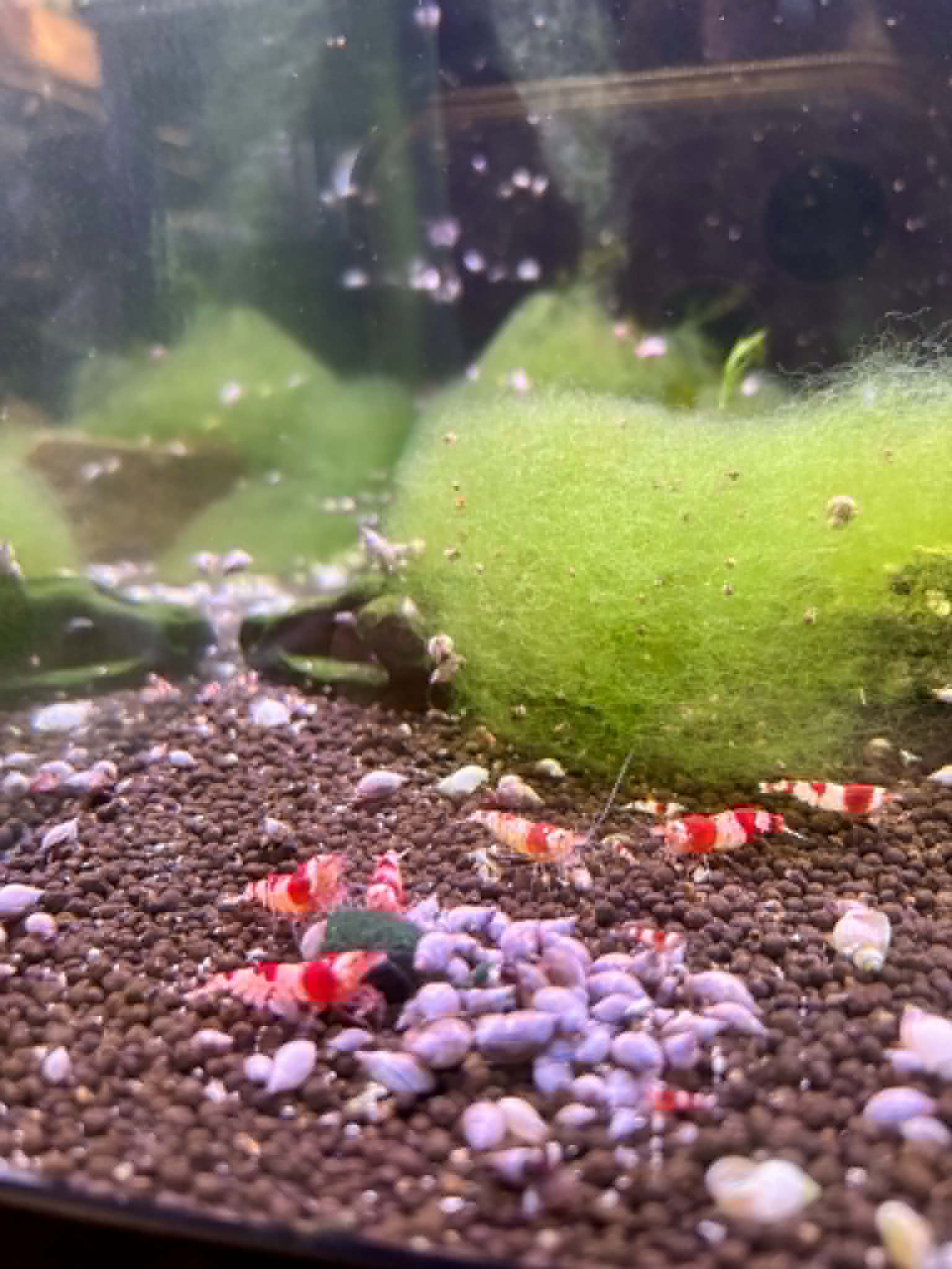 Crystal Red Shrimp (COMING BACK SOON)