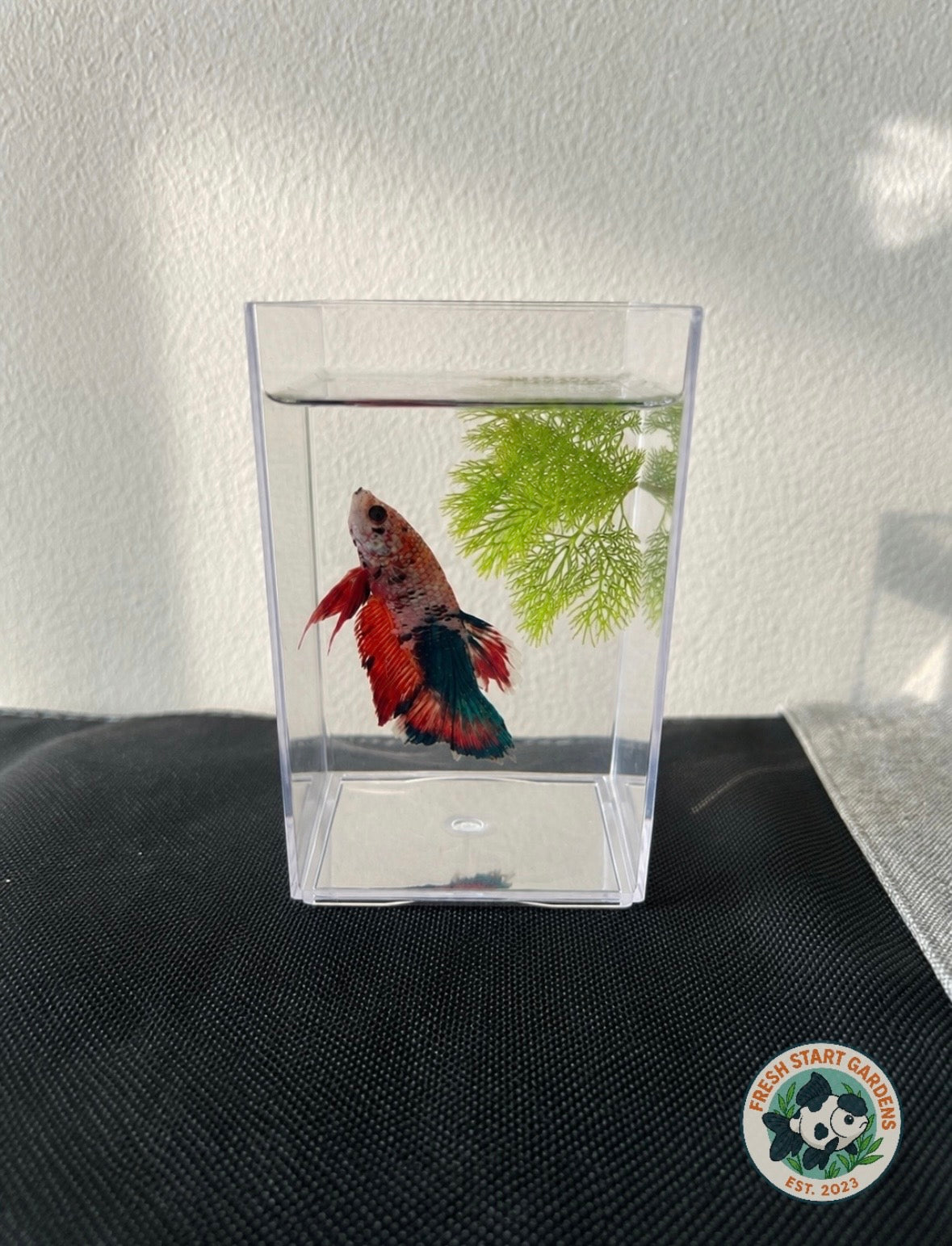 Betta Display Aquarium – Crystal Clear Viewing Container