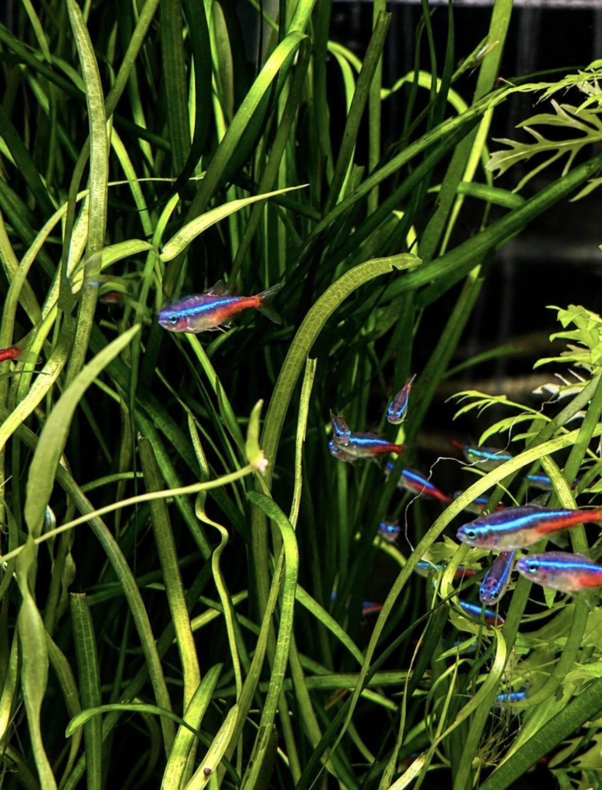 Neon Tetras