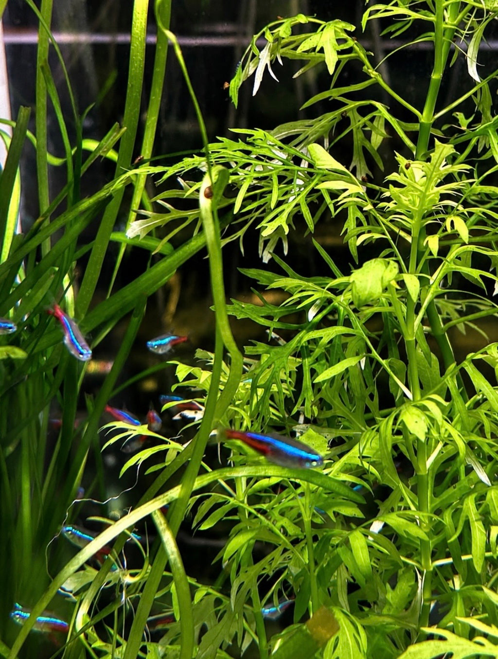 Neon Tetras