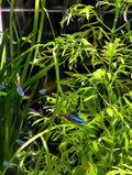Neon Tetras