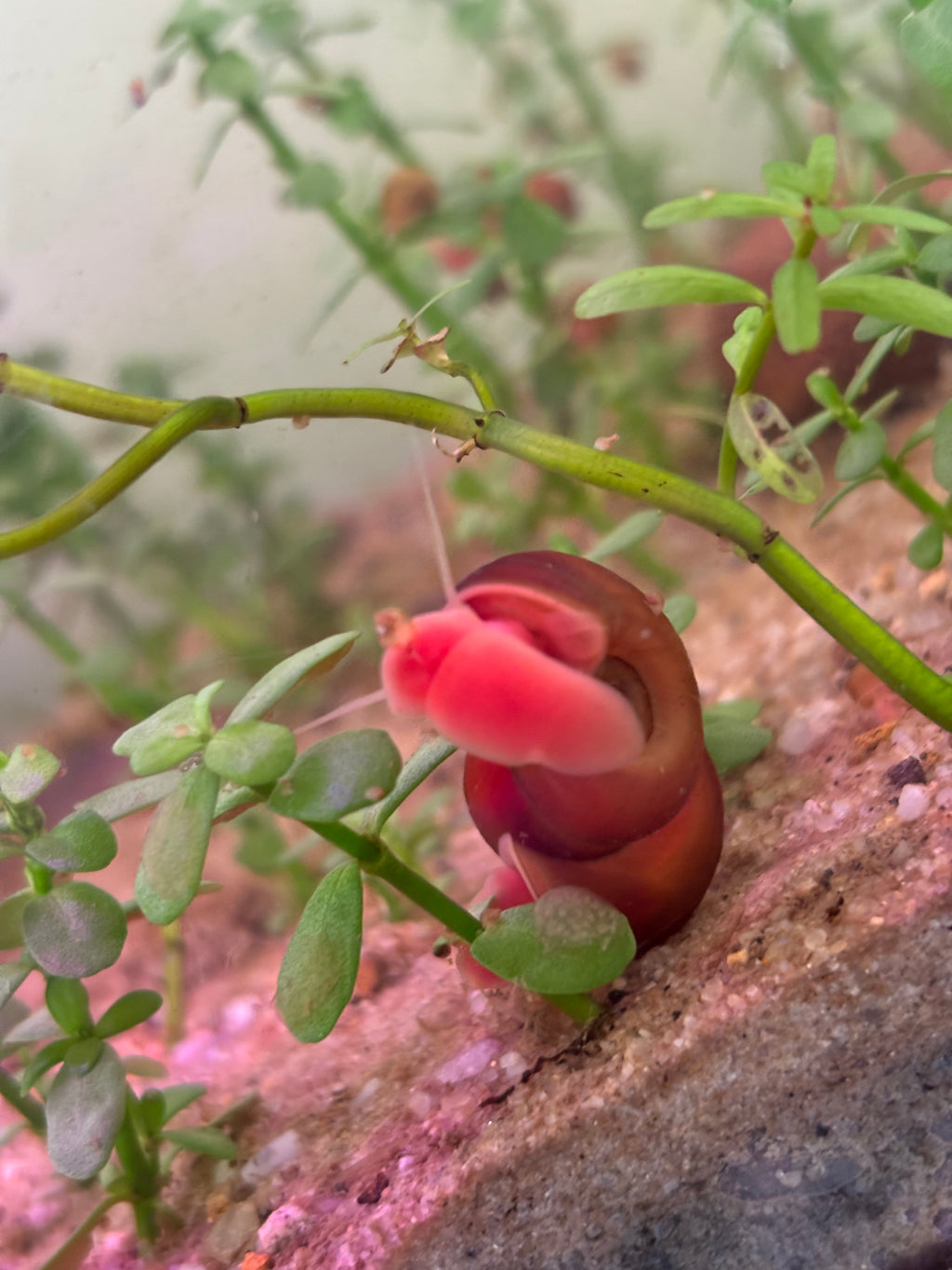 Red Ramshorn Snail