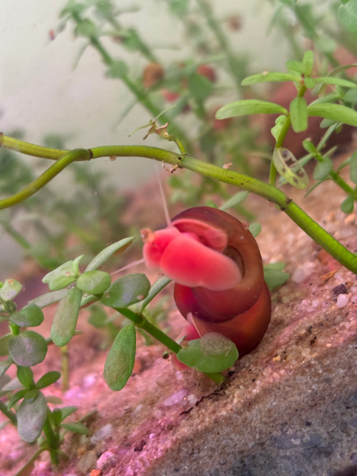 Red Ramshorn Snail