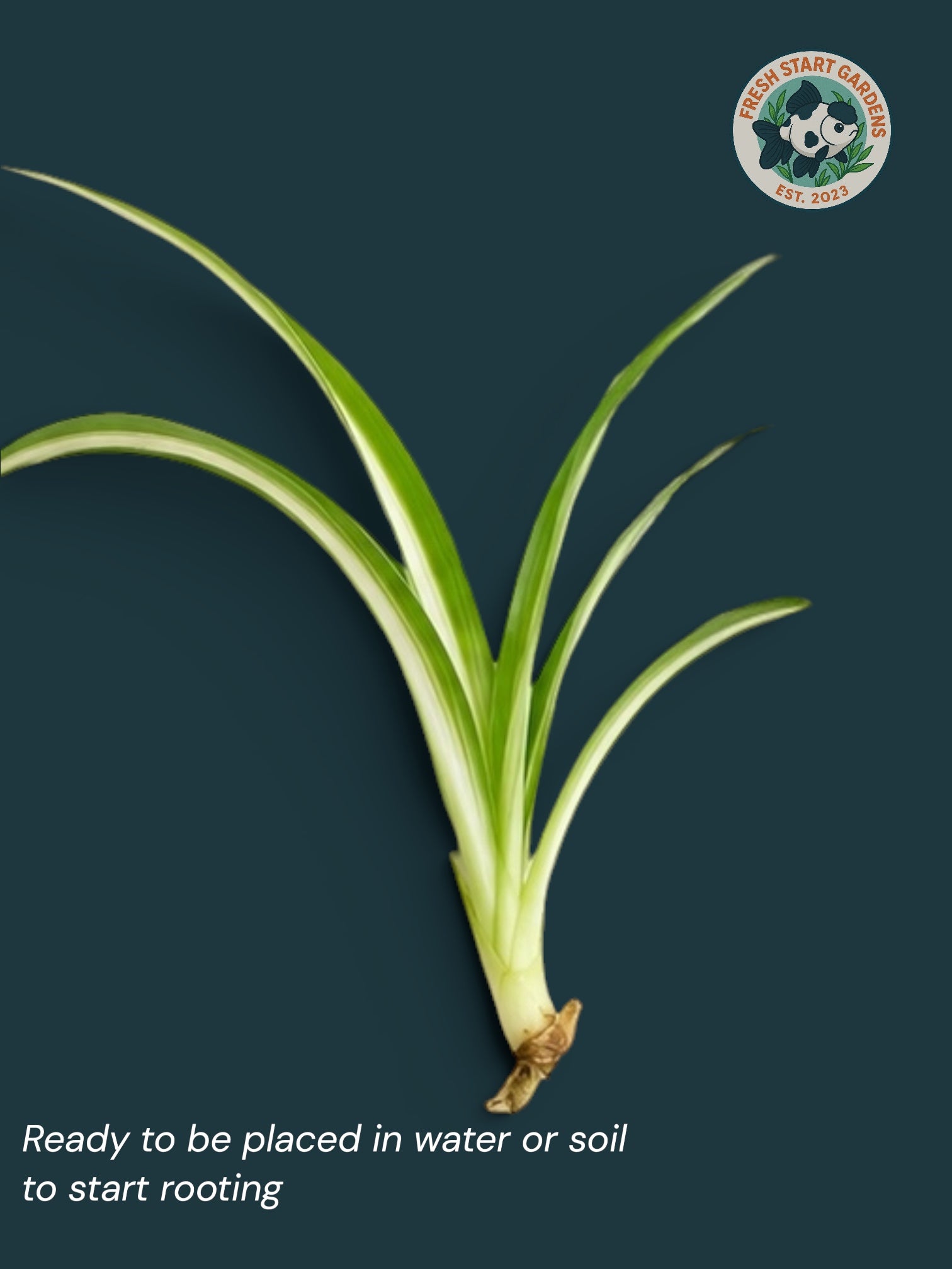 Baby Spider Plant: 5 Pack