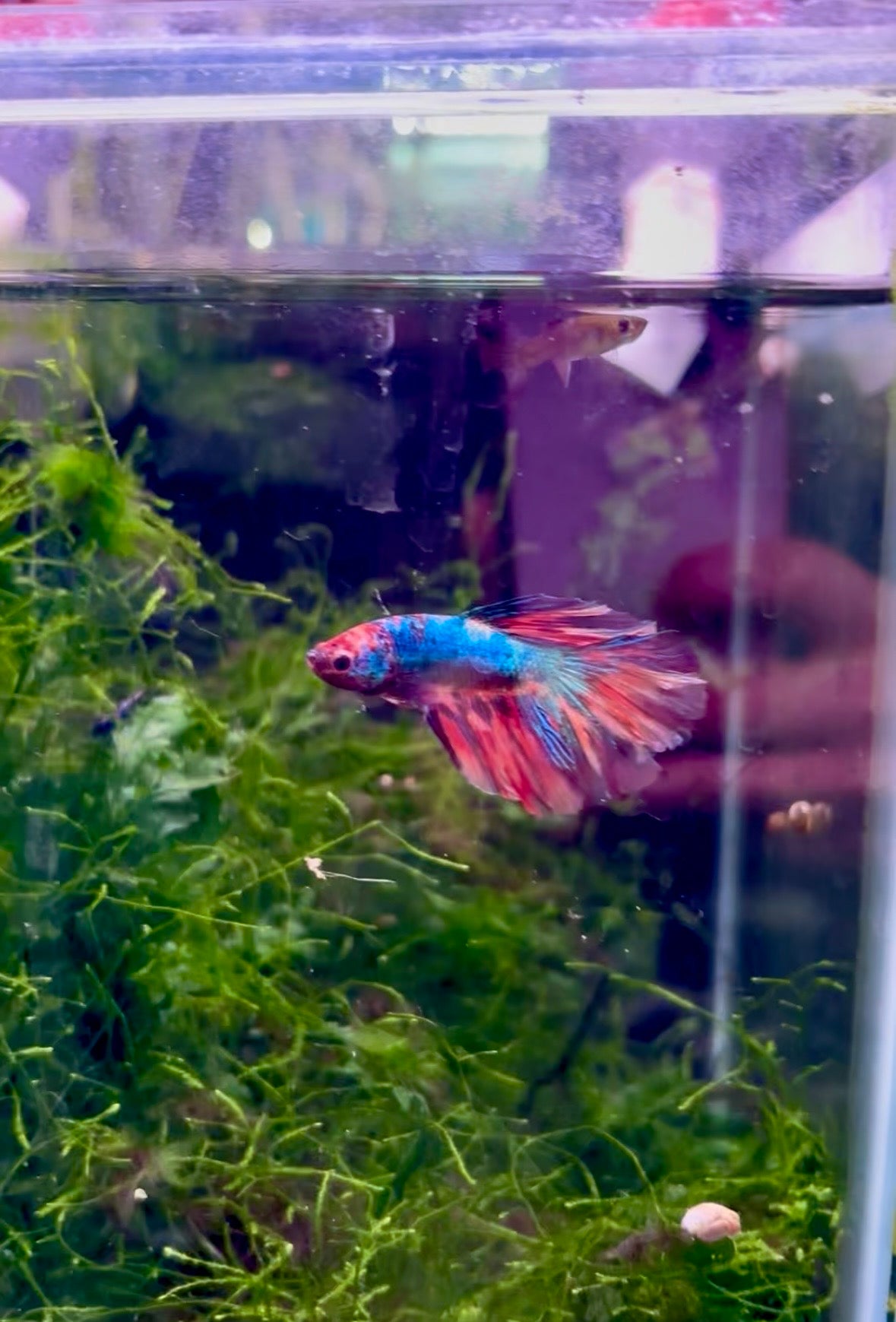 Multicoloured Betta