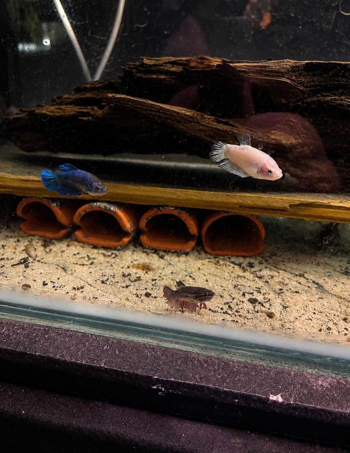 Female Bettas - Assorted Colours