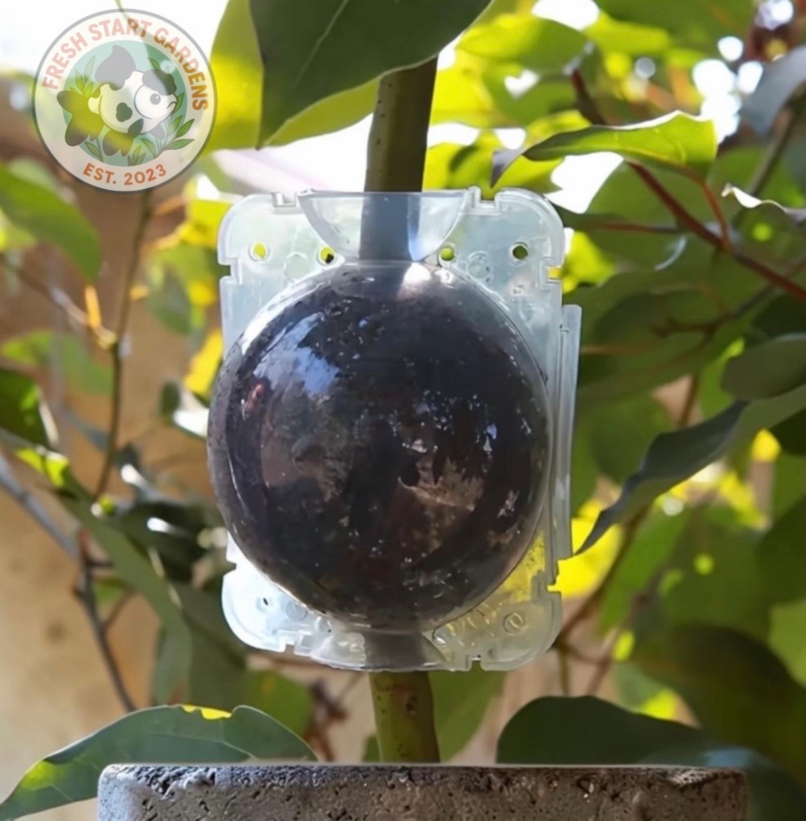 Propagation/Grafting Ball *Reusable*