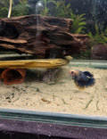 Female Bettas - Assorted Colours