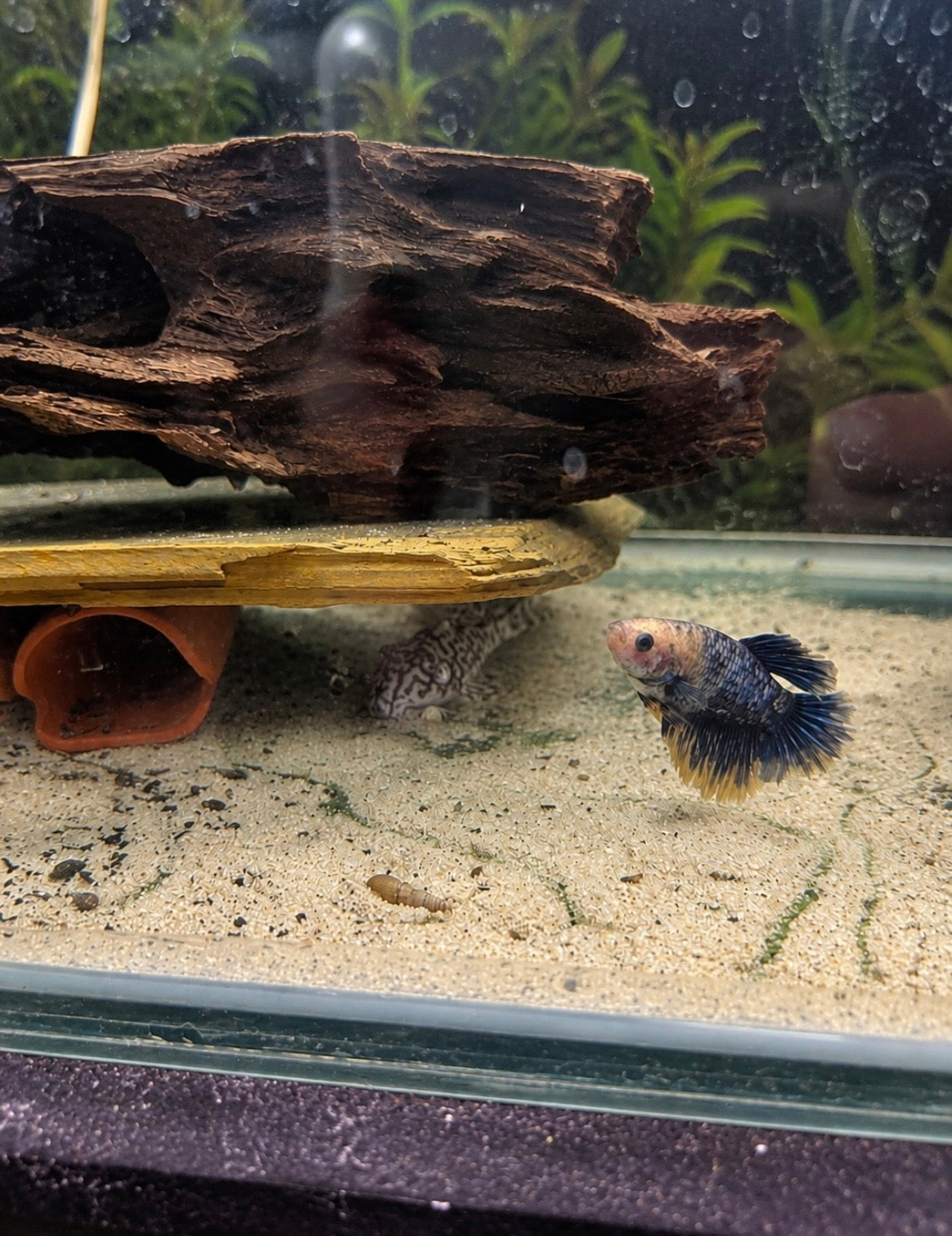 Female Bettas - Assorted Colours