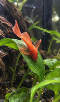 Super Red Longfin Bristlenose Pleco