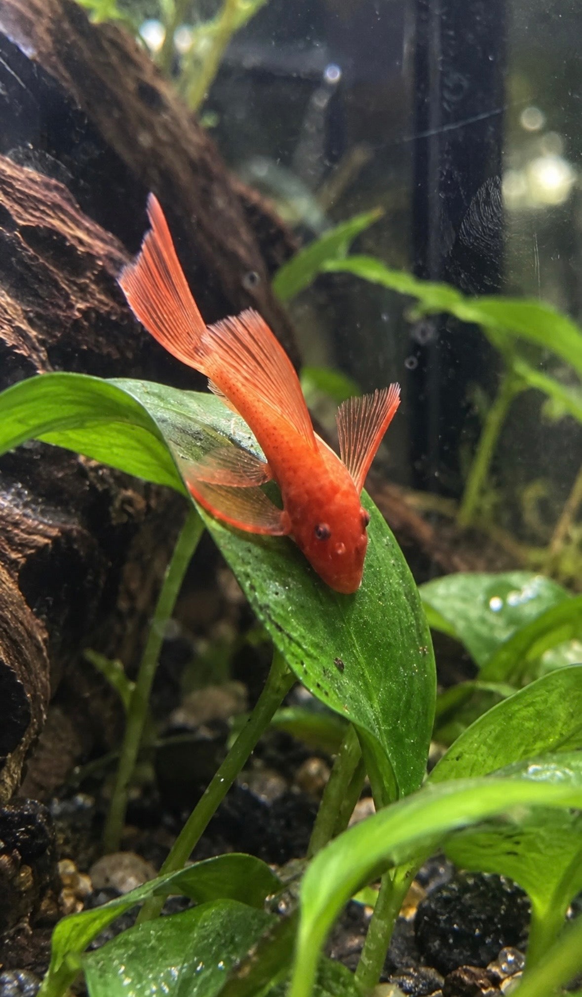 Super Red Longfin Bristlenose Pleco