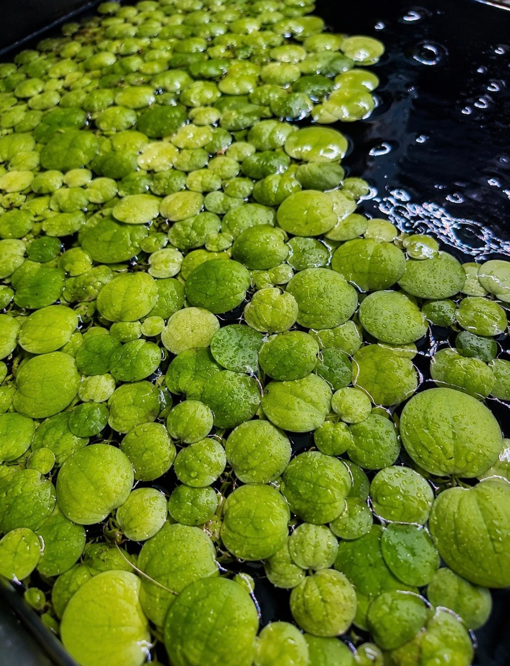 Amazon Frogbit