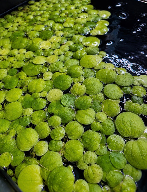 Amazon Frogbit