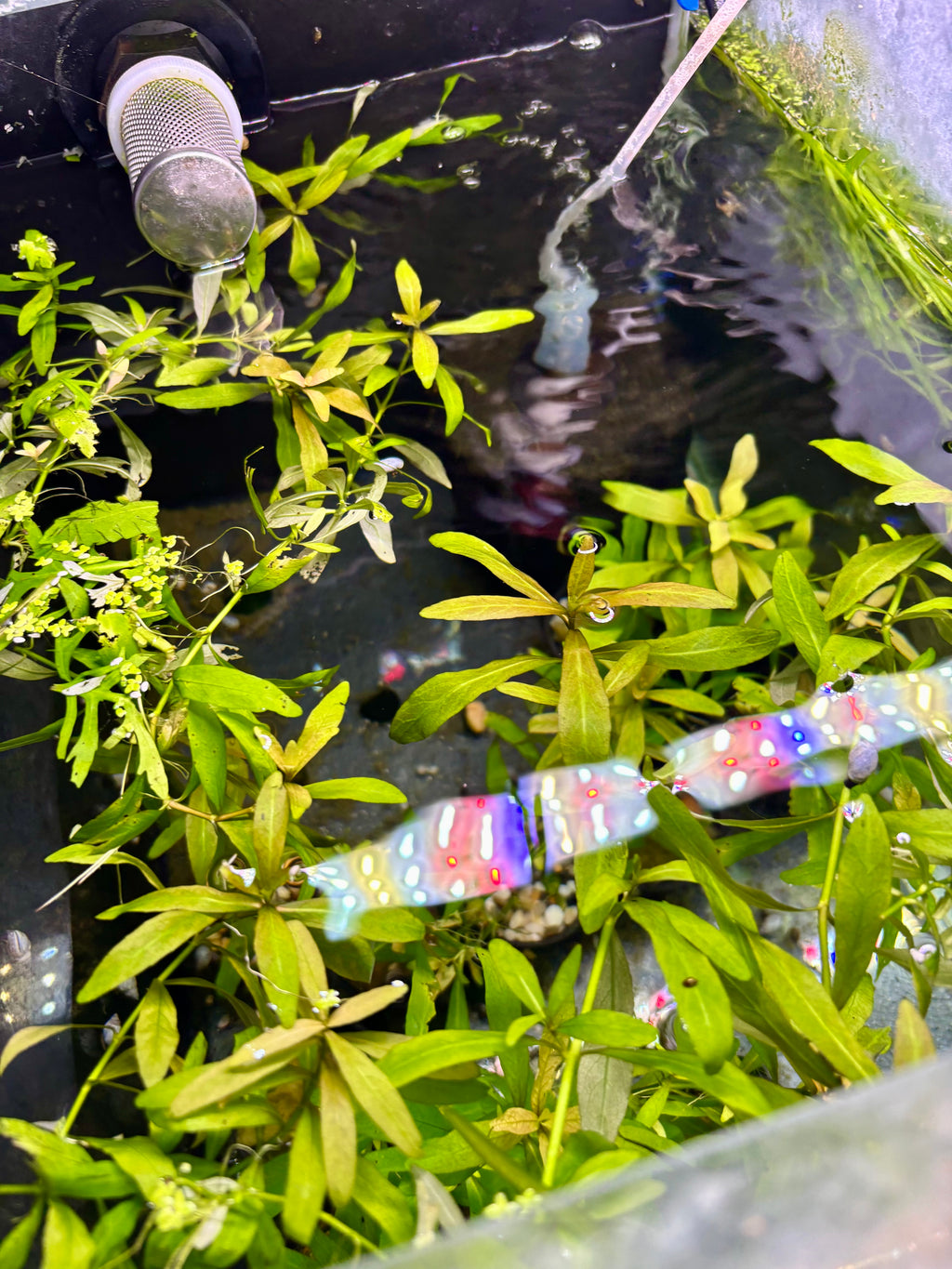 Aquarium Plants: Establised Dwarf Hygro