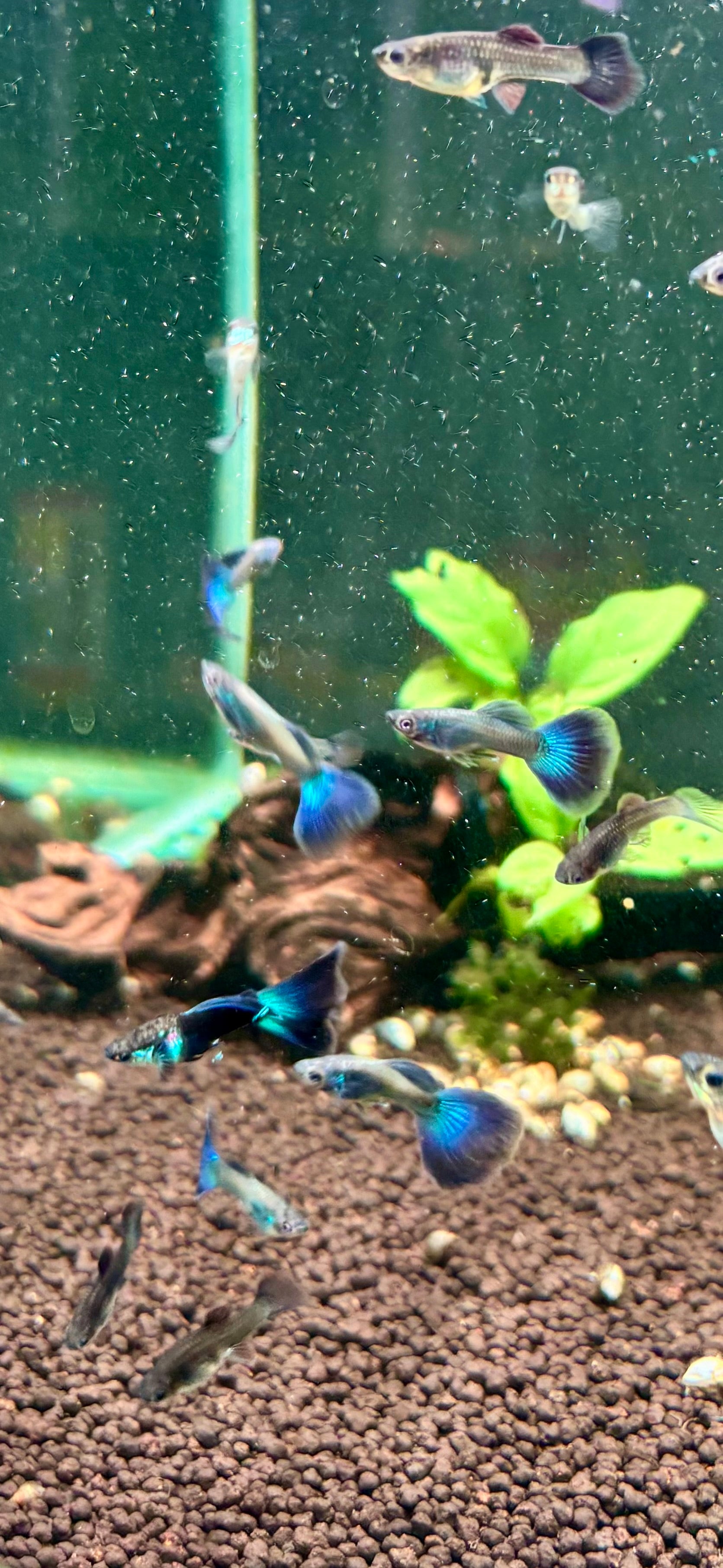 Blue Moscow Guppy Pairs