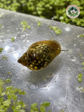 Pond Snail - Cleaners or Live Food -
