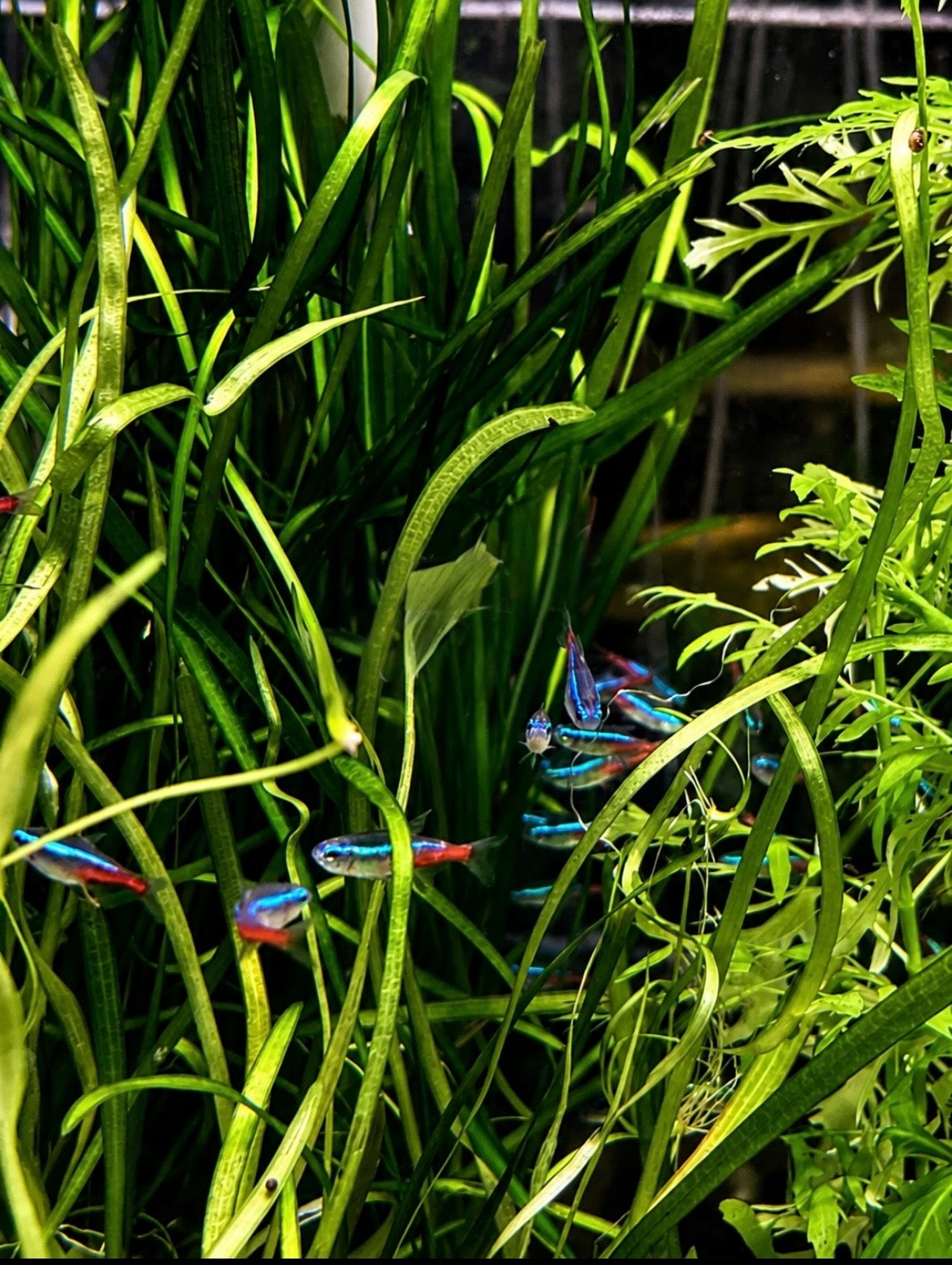 Neon Tetras