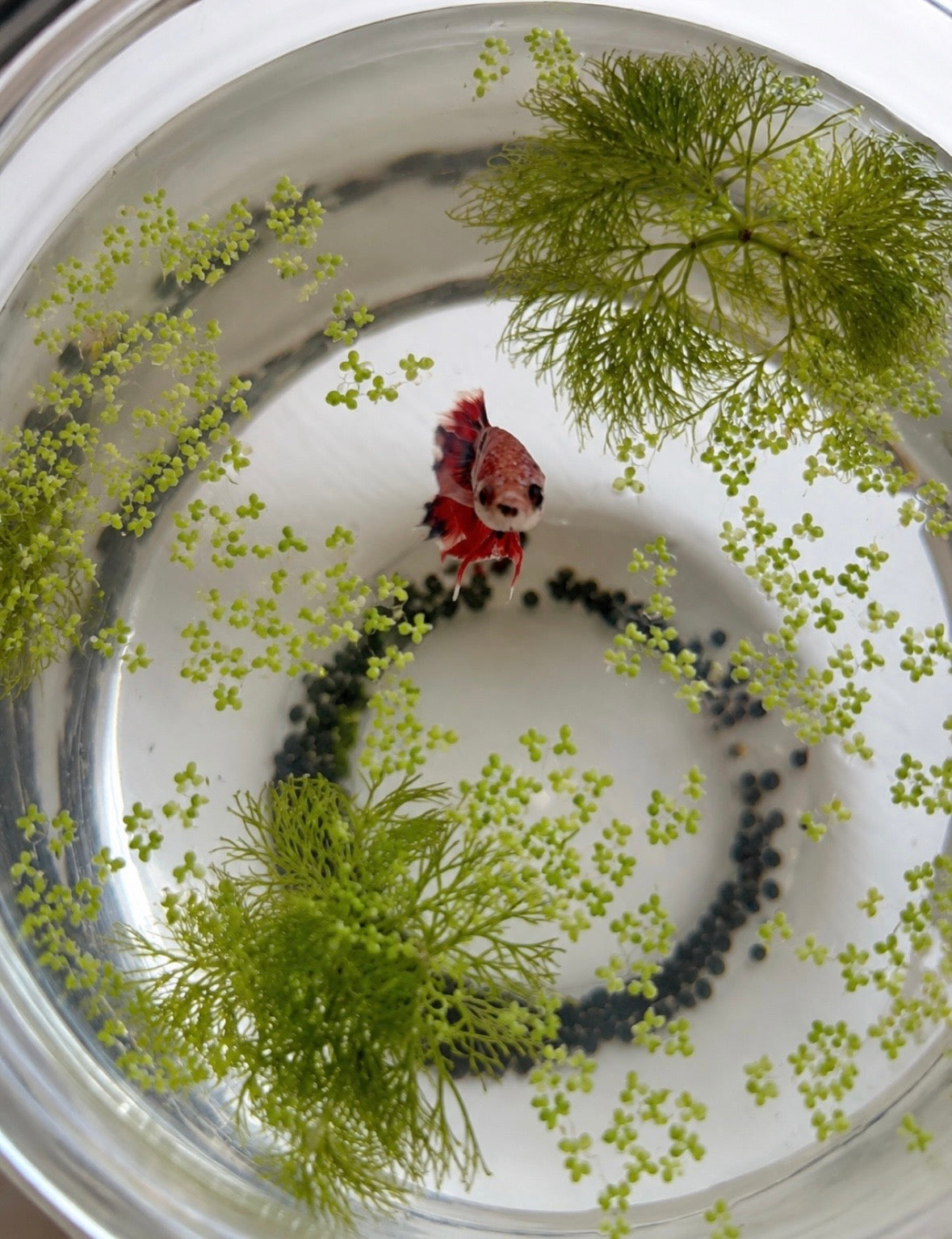 Fancy Betta + FULL Setup