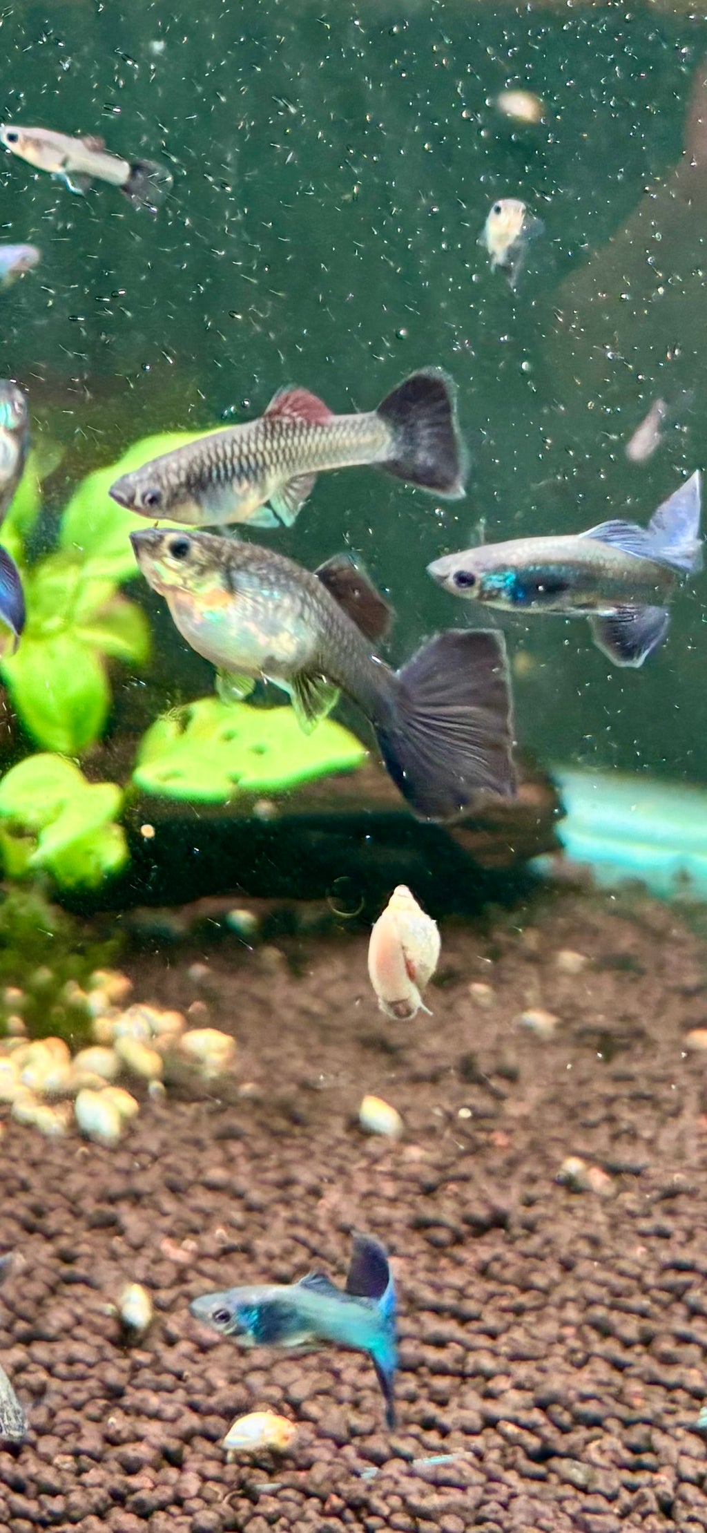 Blue Moscow Guppy Pairs