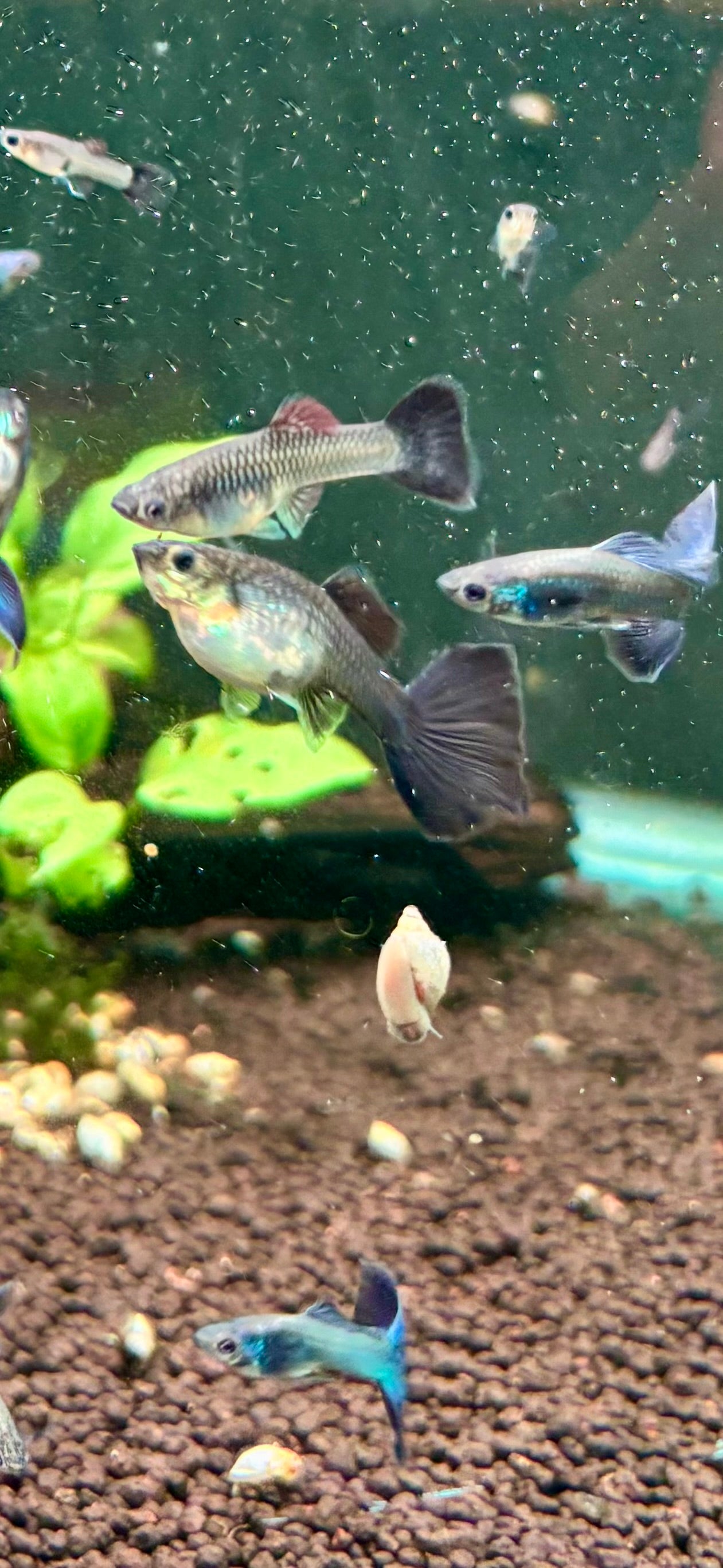 Blue Moscow Guppy Pairs