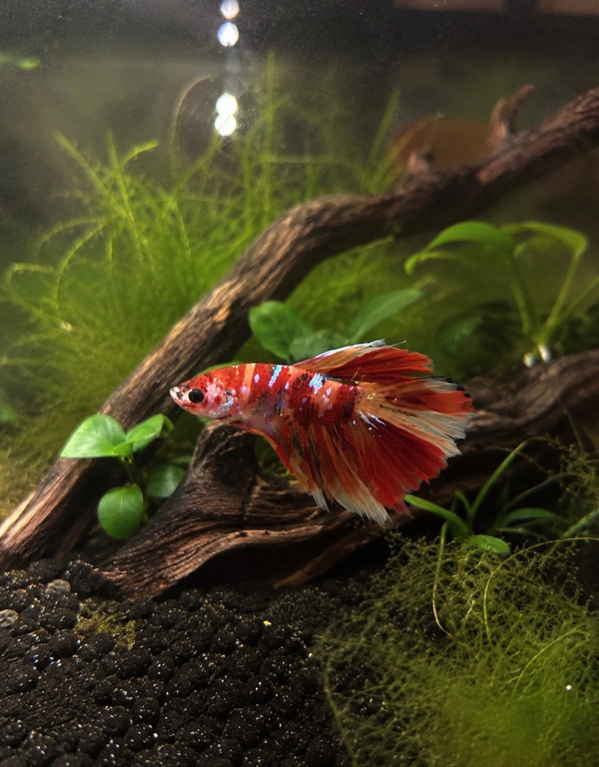 Multicoloured Betta + Desk Aquarium [More Coming Soon]