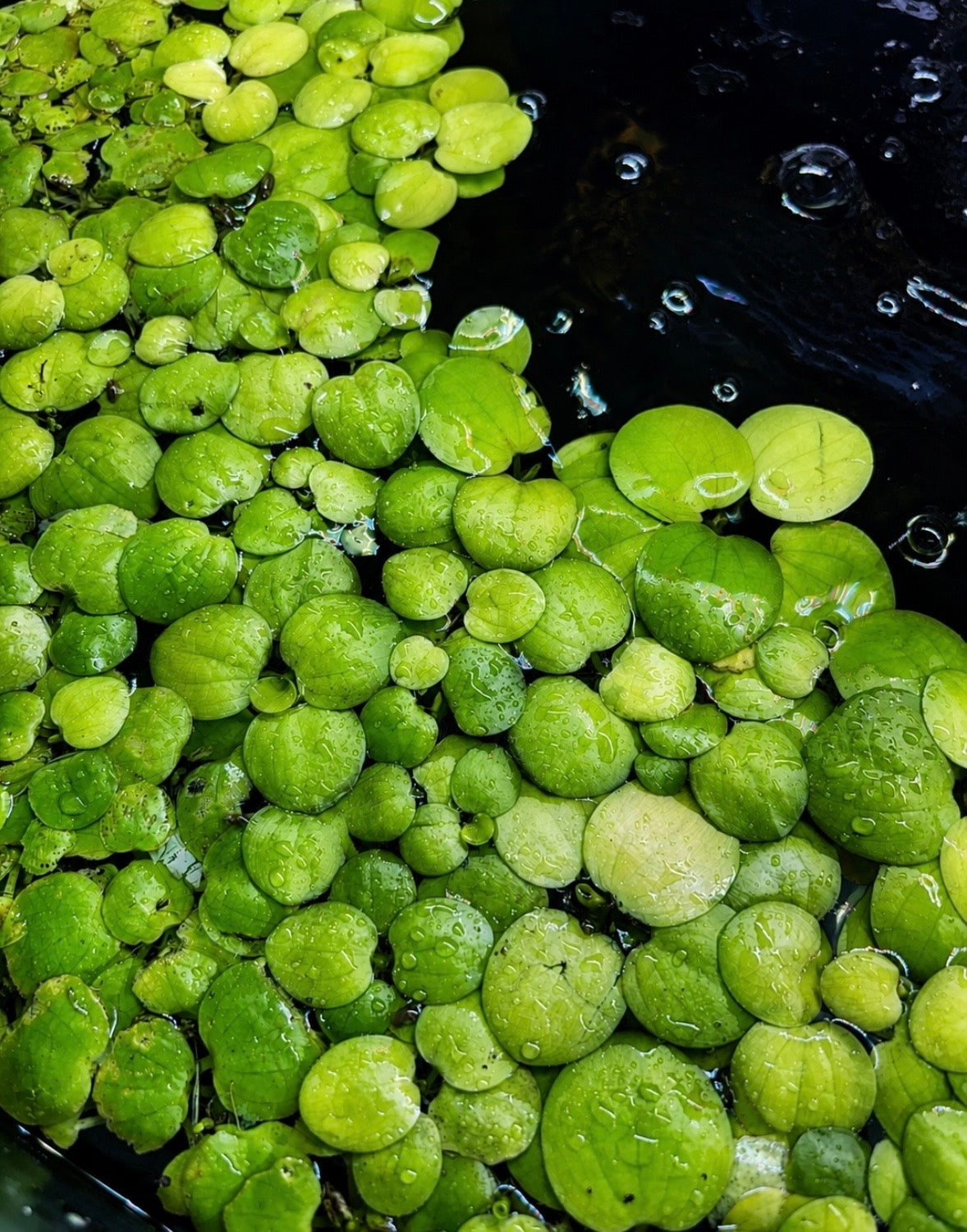 Amazon Frogbit