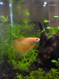 King Crowntail Betta [More Coming Soon]
