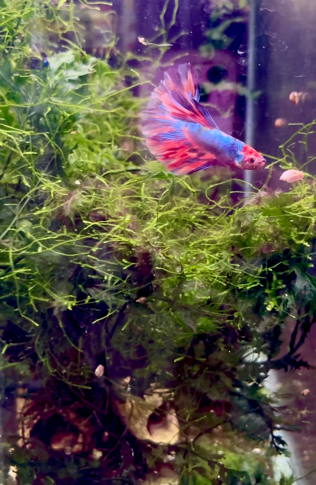 Multicoloured Betta