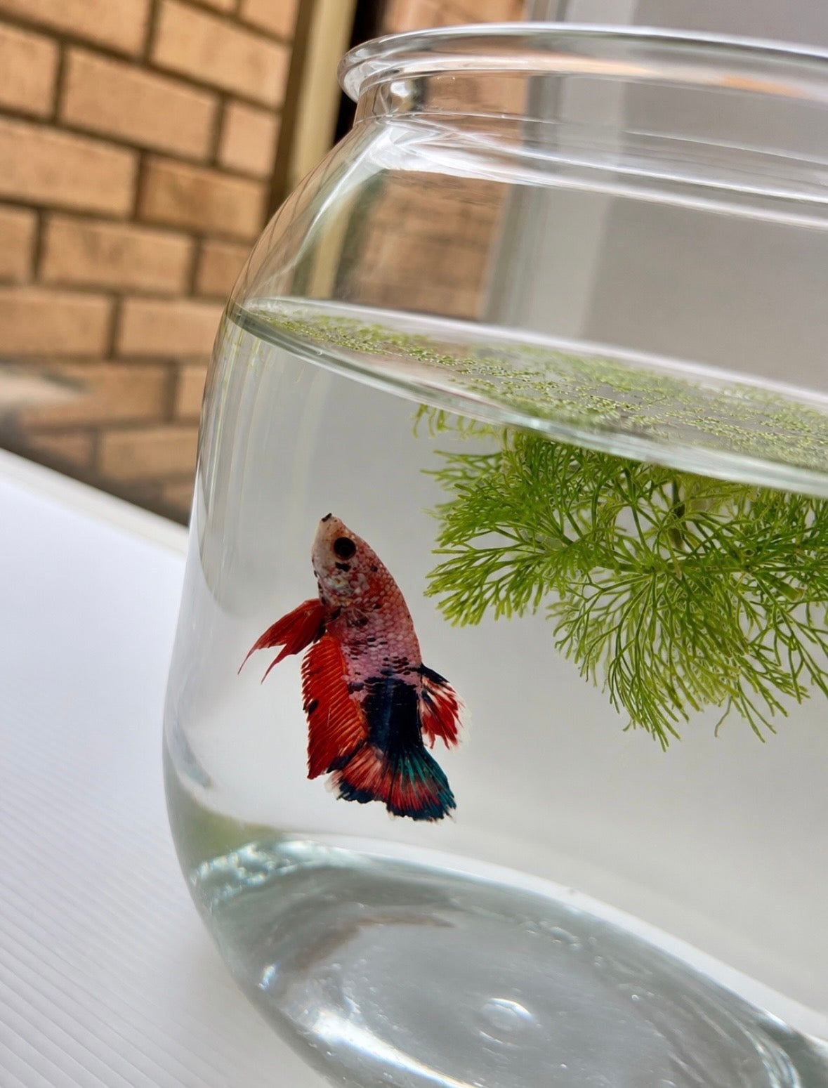 Fancy Betta + FULL Setup