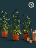 Plant Climbing Support Stake