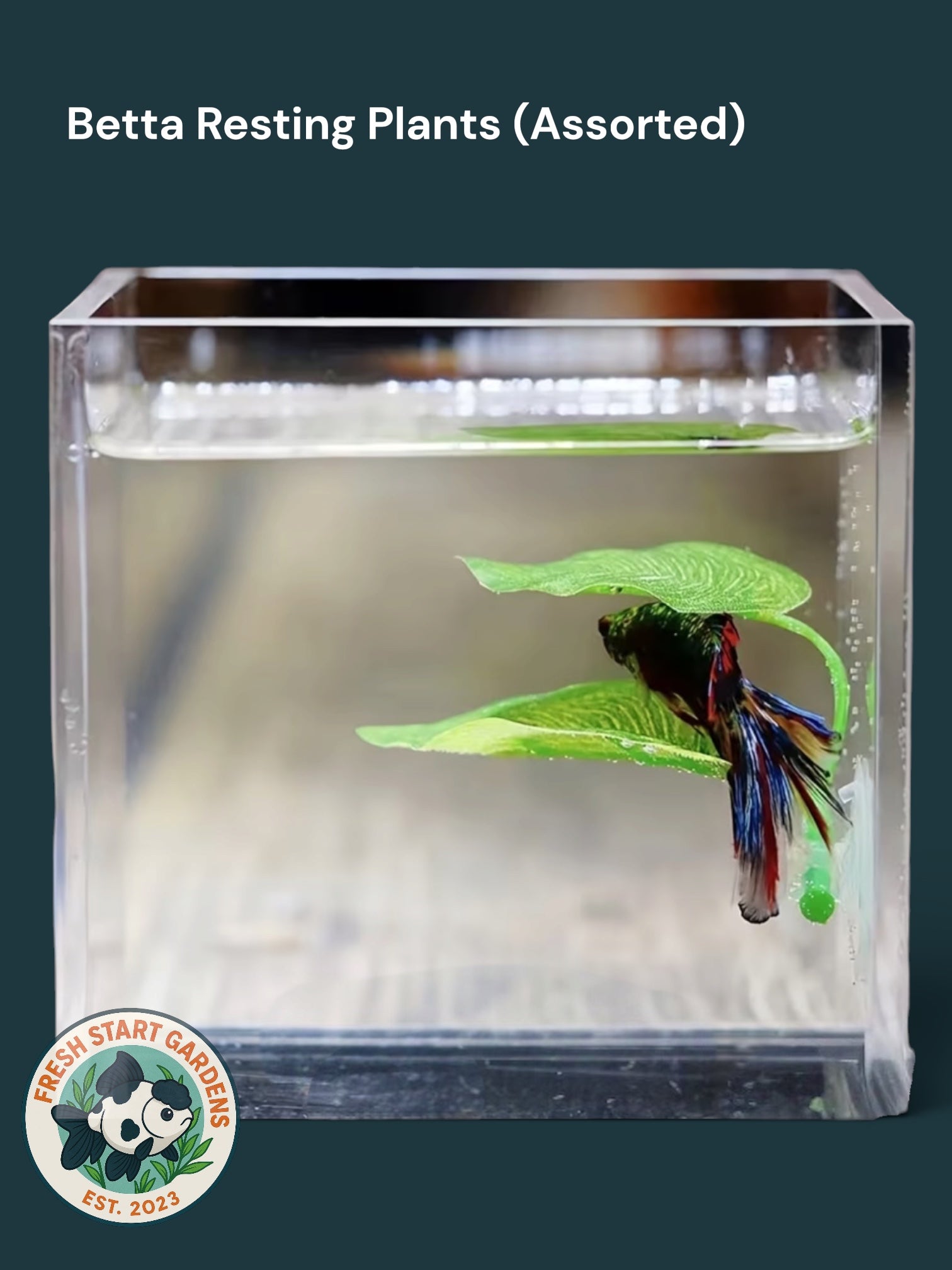 Betta Resting Plants (Assorted)