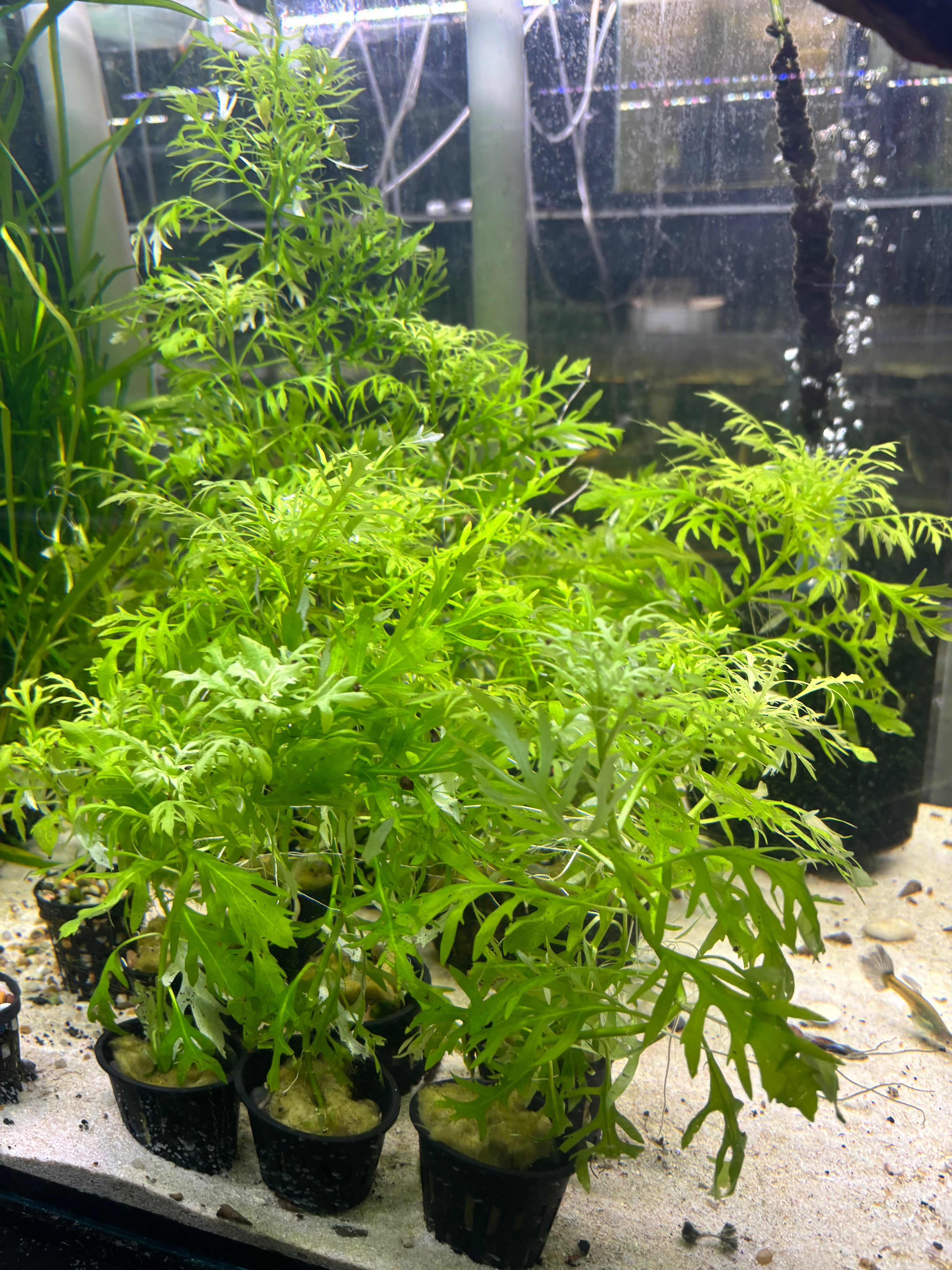 Water Wisteria - Planter Included