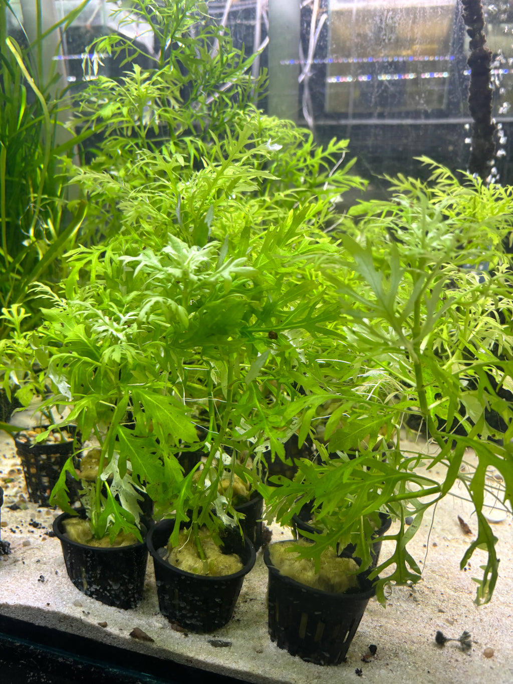 Water Wisteria - Planter Included