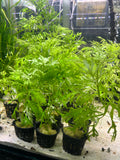 Water Wisteria - Planter Included