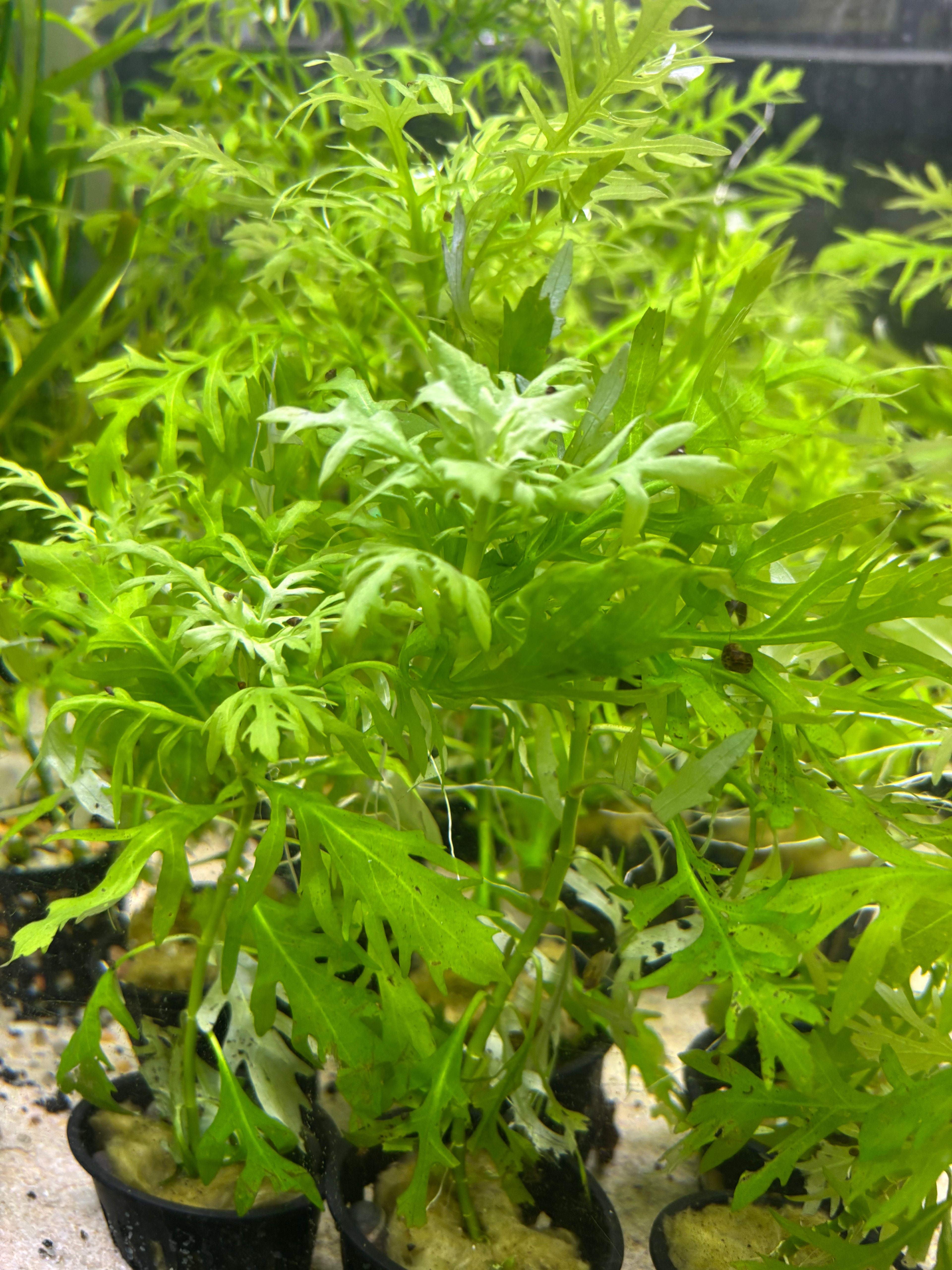 Water Wisteria - Planter Included