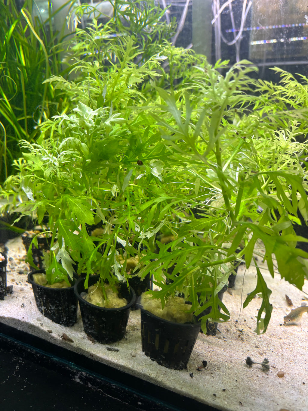 Water Wisteria - Planter Included