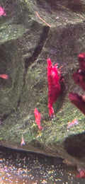 Red Cherry Shrimp
