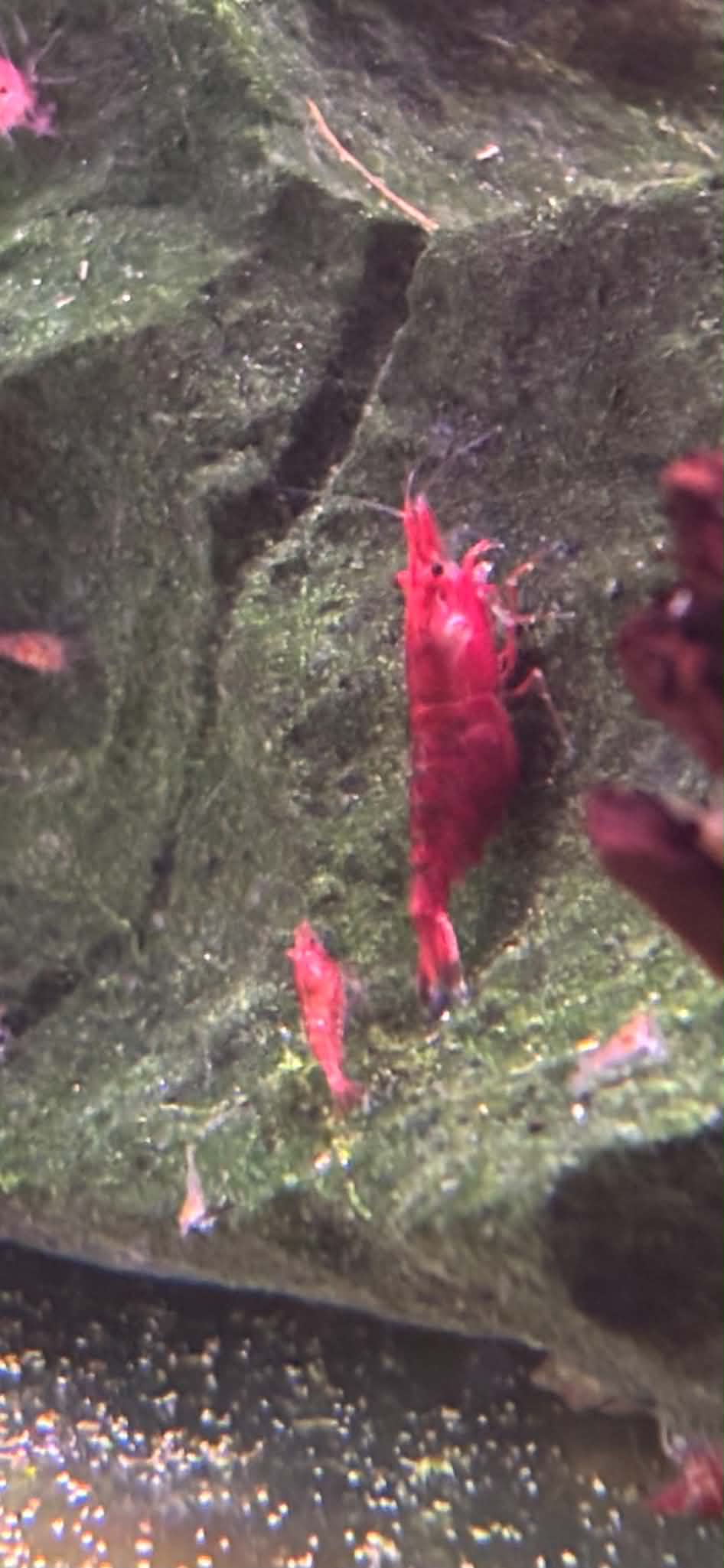 Red Cherry Shrimp