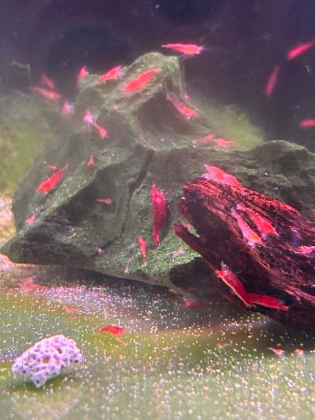 Red Cherry Shrimp