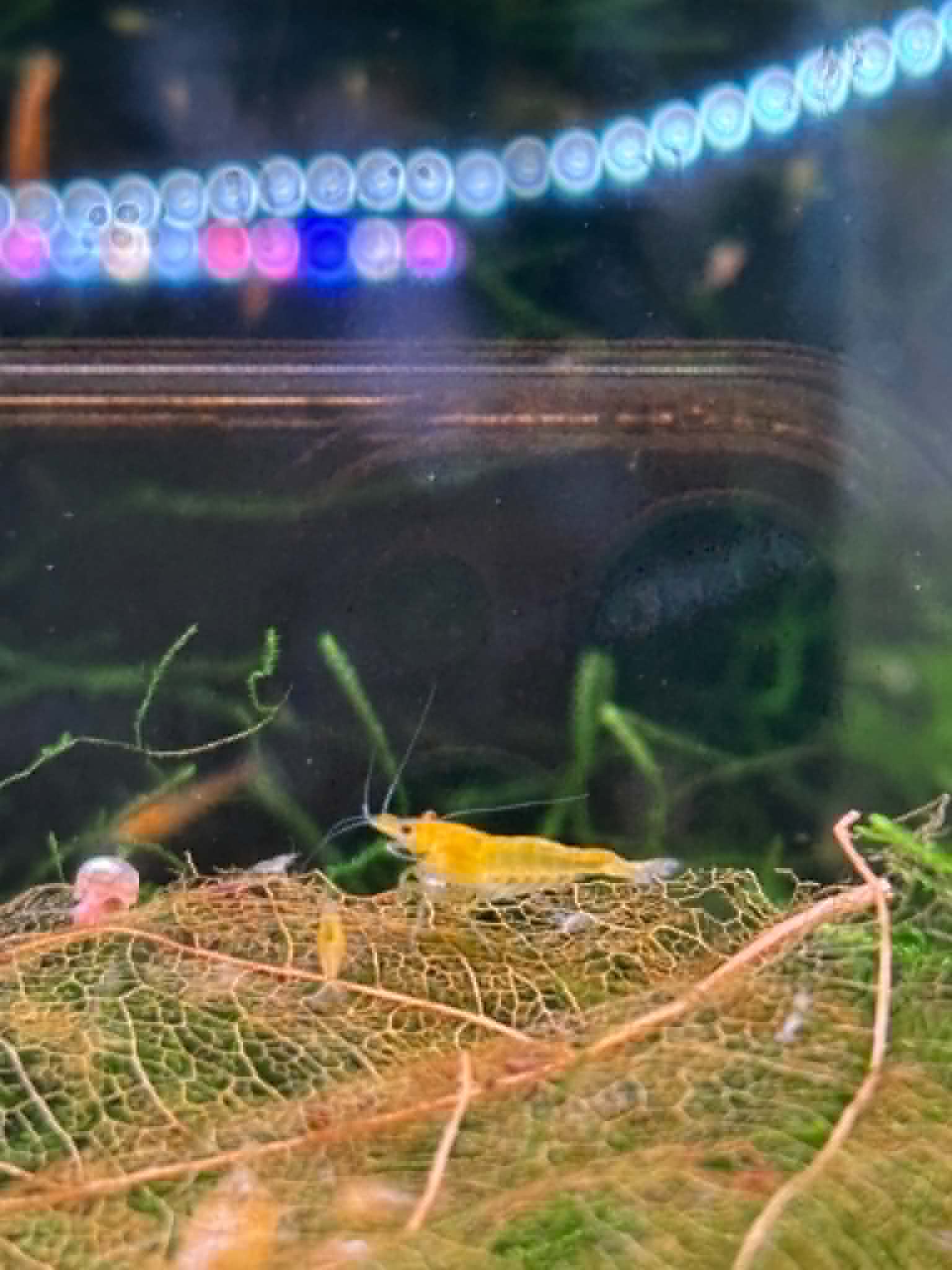 Sunkist Shrimp