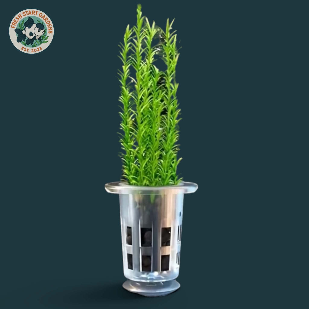 Plant Propagation Cup with Suction Cup