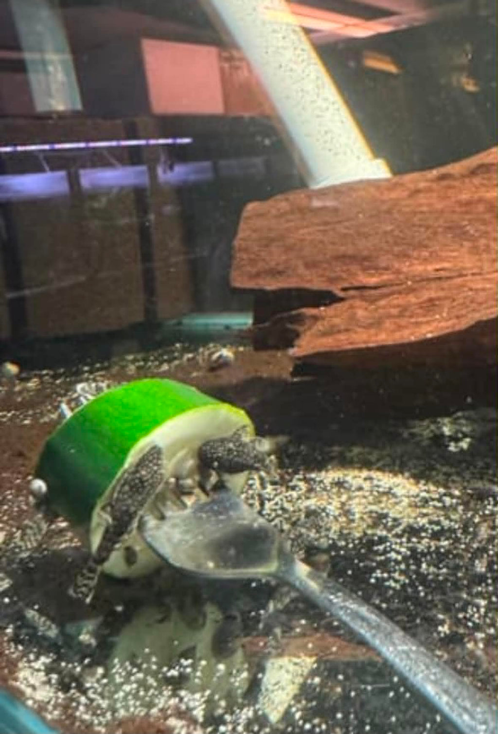 Common Bristlenose