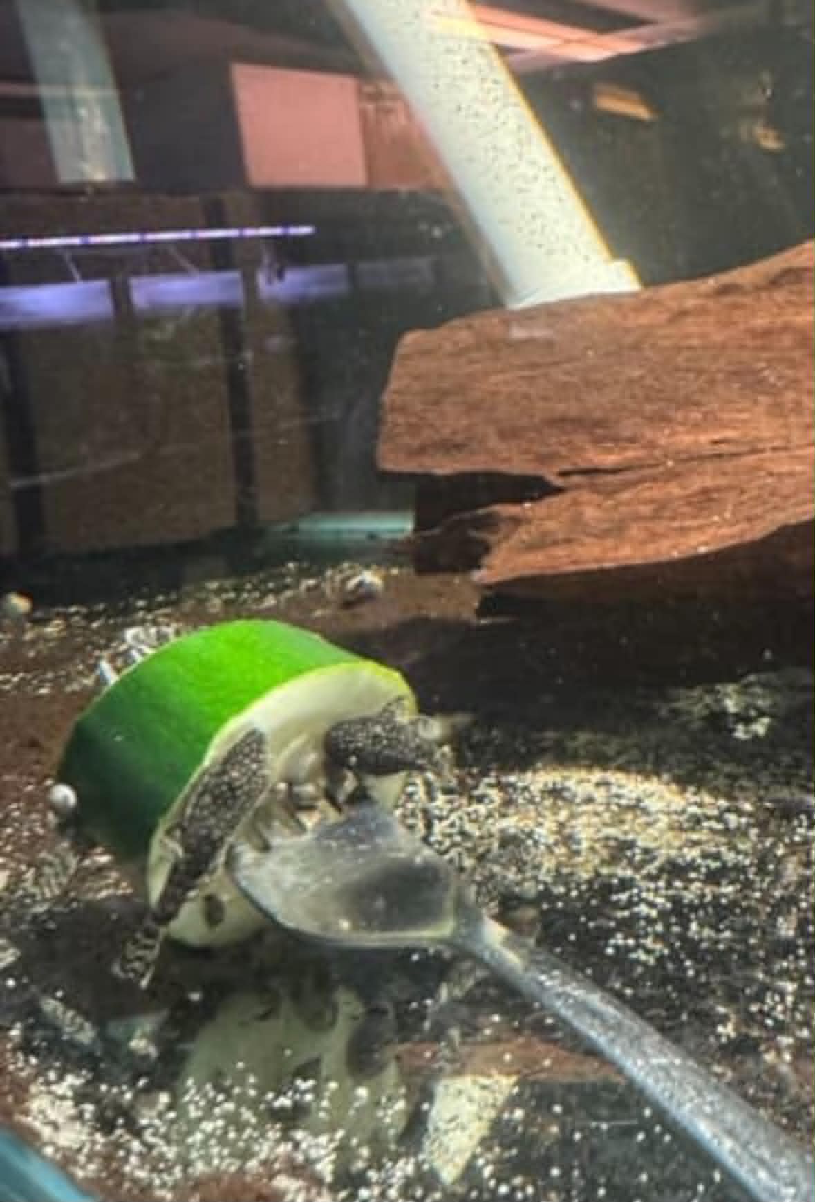 Common Bristlenose