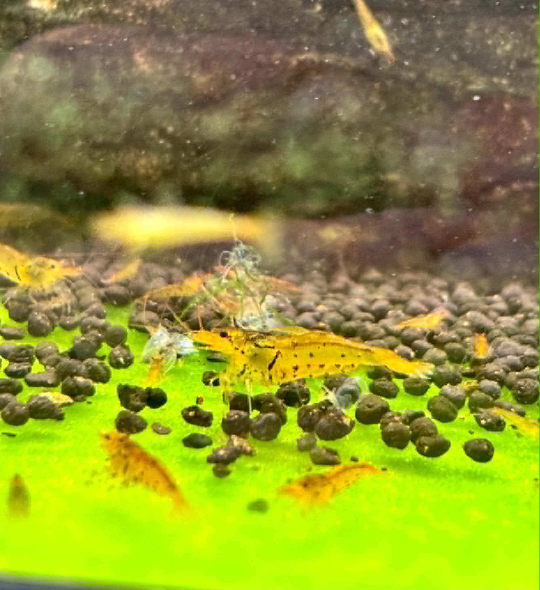 Tangerine Tigers
