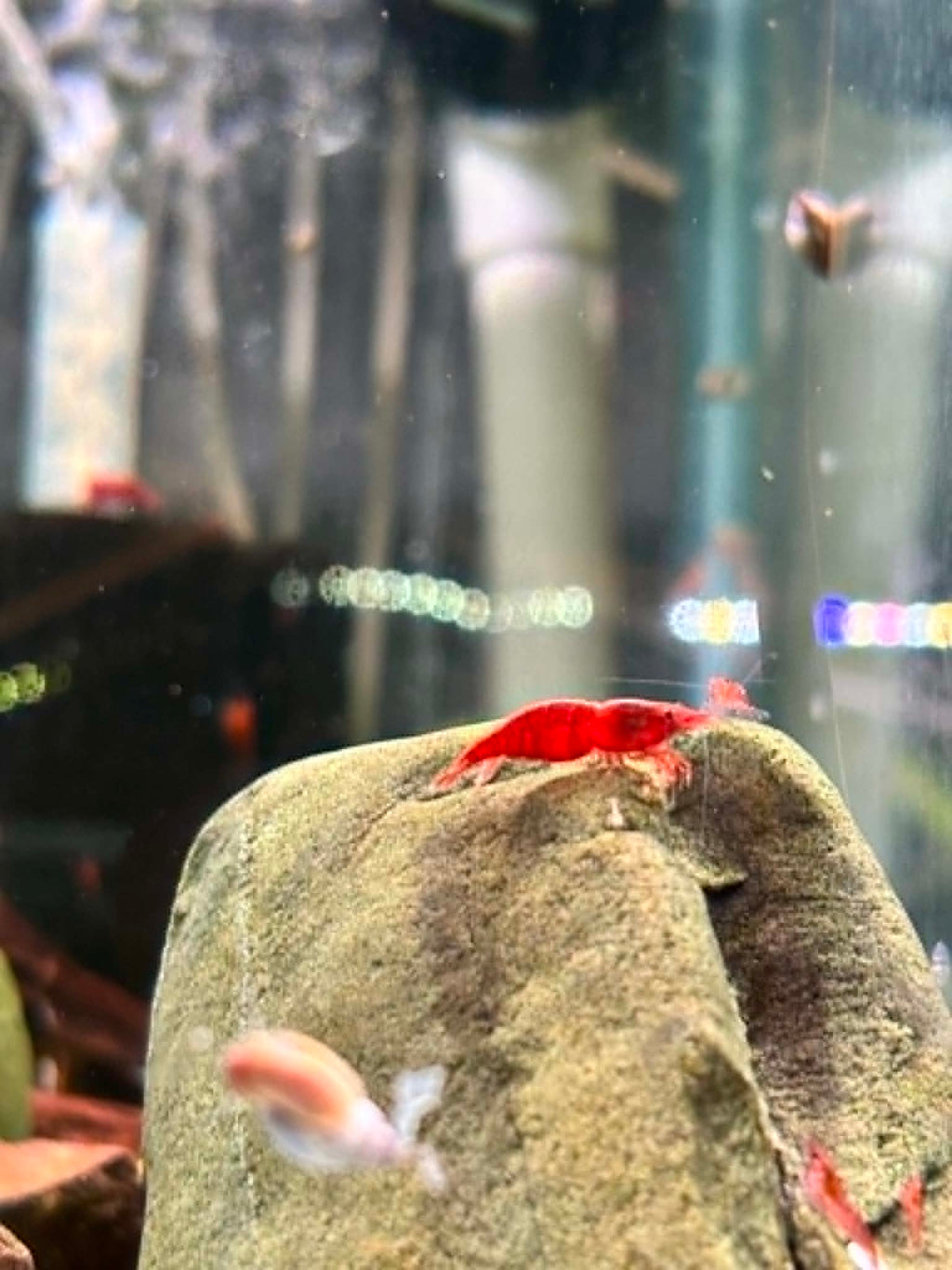 Red Cherry Shrimp