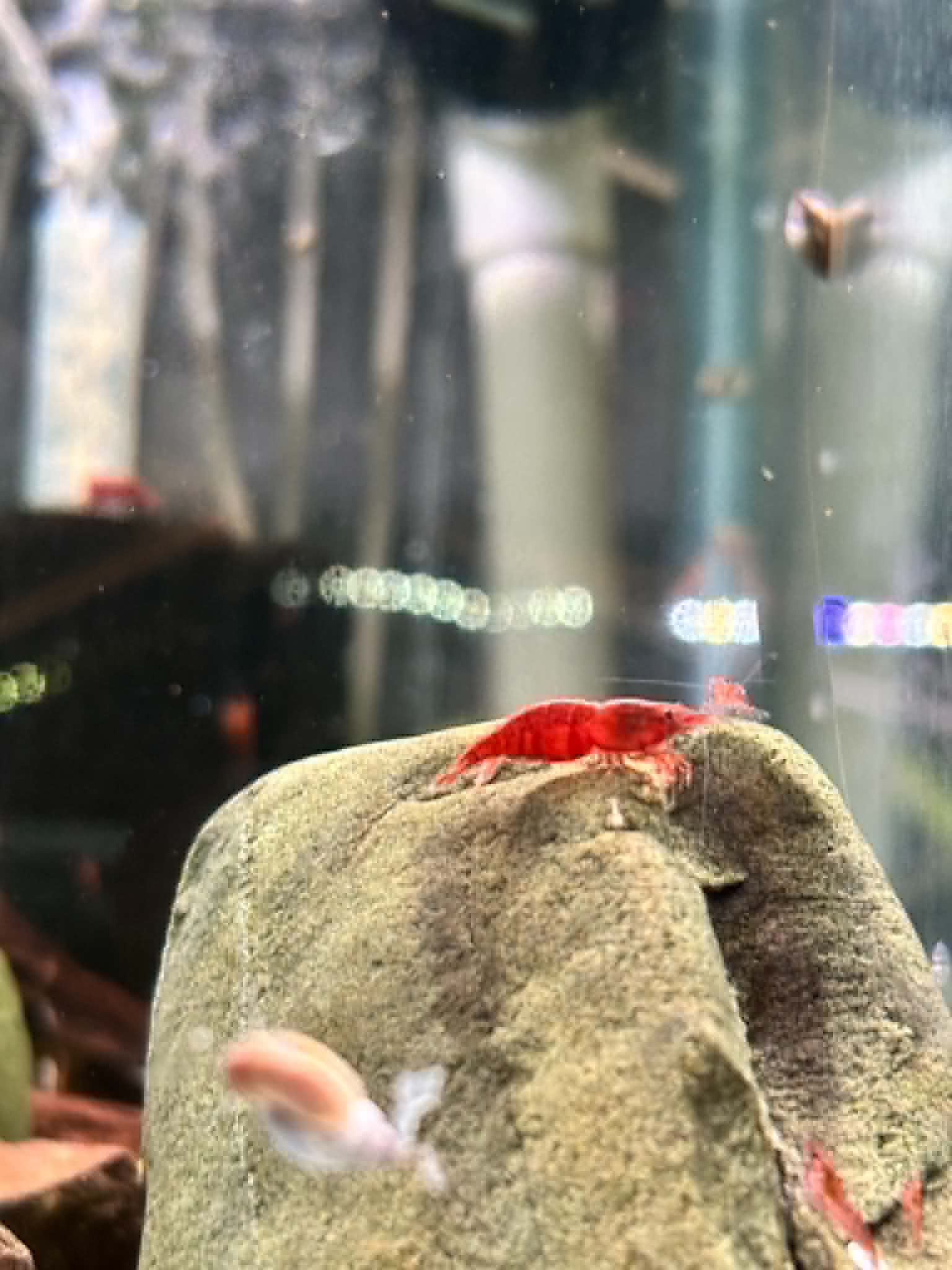 Red Cherry Shrimp