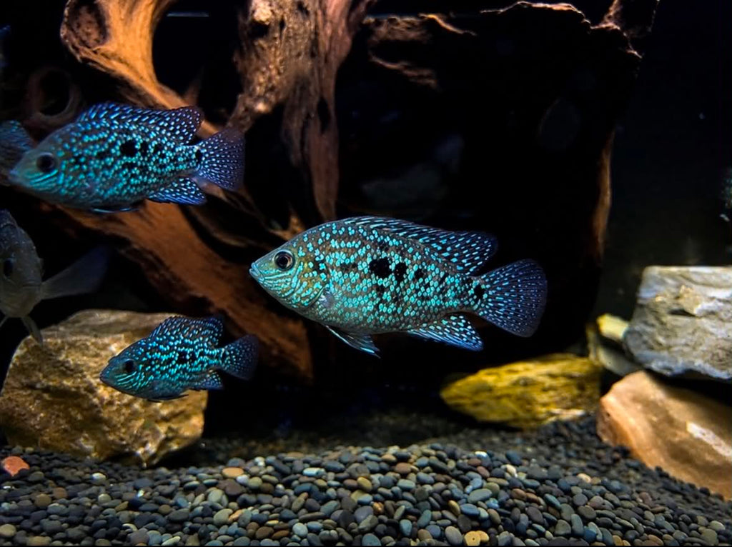 Pearlscale Cichlids: MEDIUM COLONY Bundle